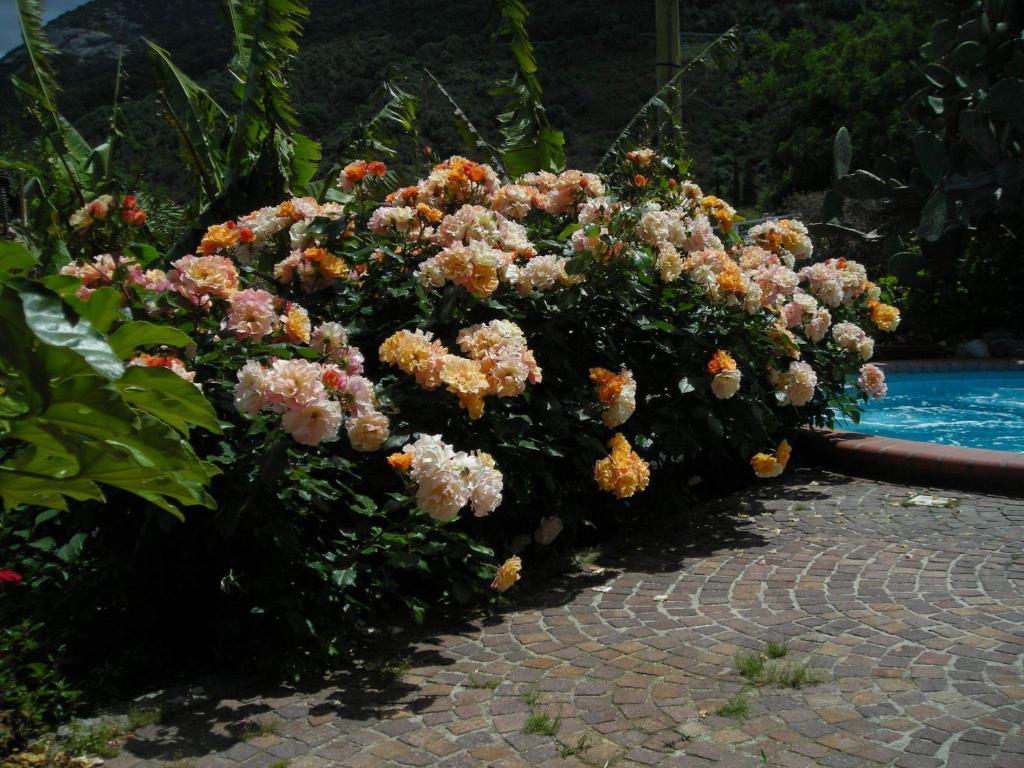 Hotel Gallo Nero SantʼAndrea Dış mekan fotoğraf